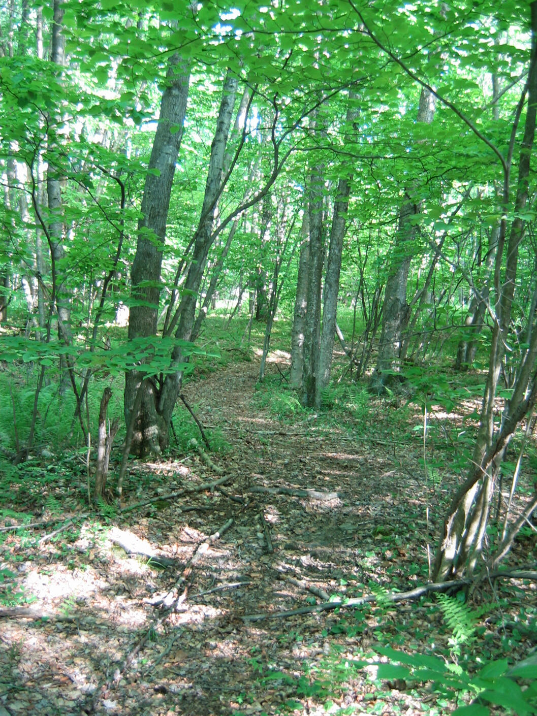 Path Through The Woods